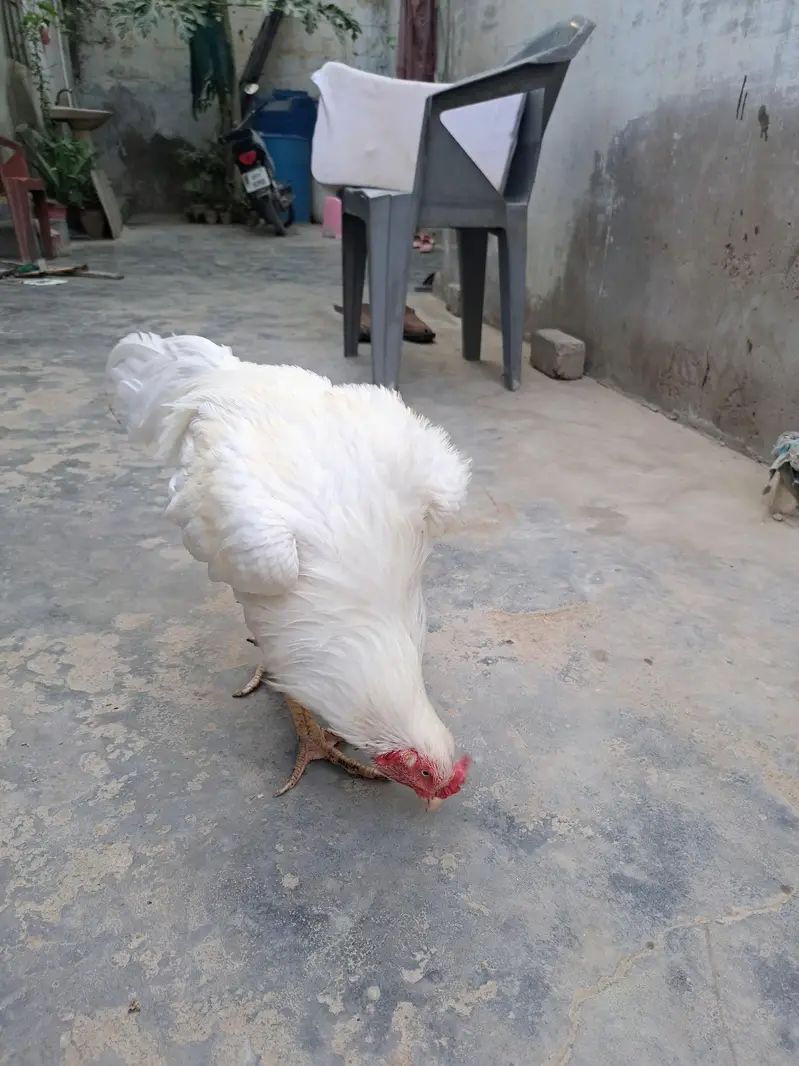 paper white Heera — photo 5
