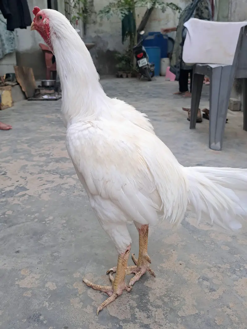 paper white Heera — photo 6