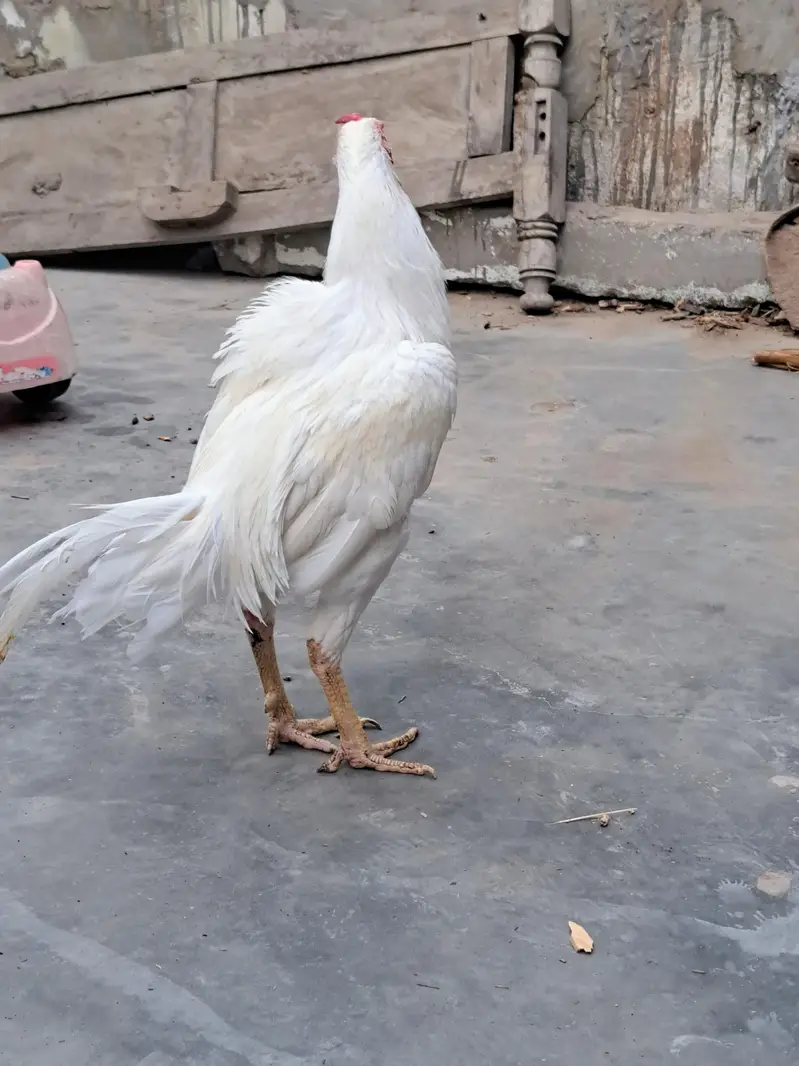 paper white Heera — photo 7