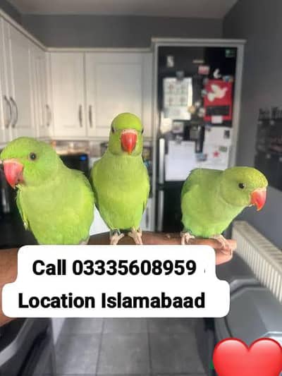Single 5,000 Fixed Hand Tamed Green Ring Neck Parrot's Male/Female