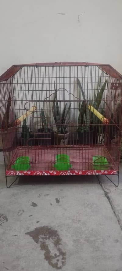 raw or ring neck cage