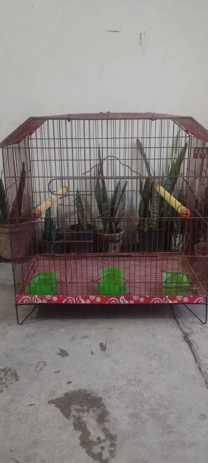 raw or ring neck cage 2