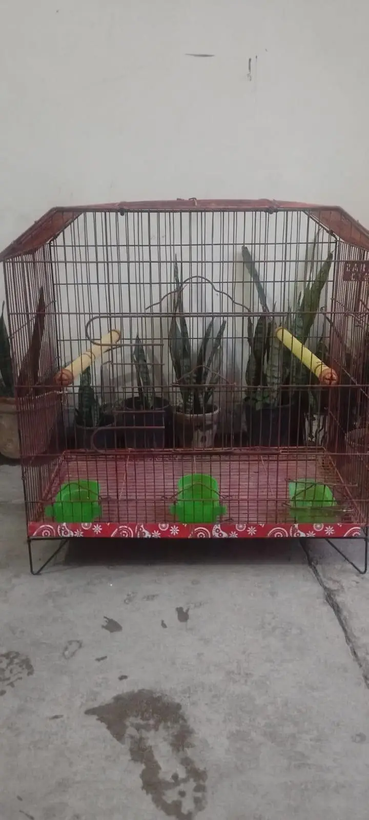 raw or ring neck cage — photo 3