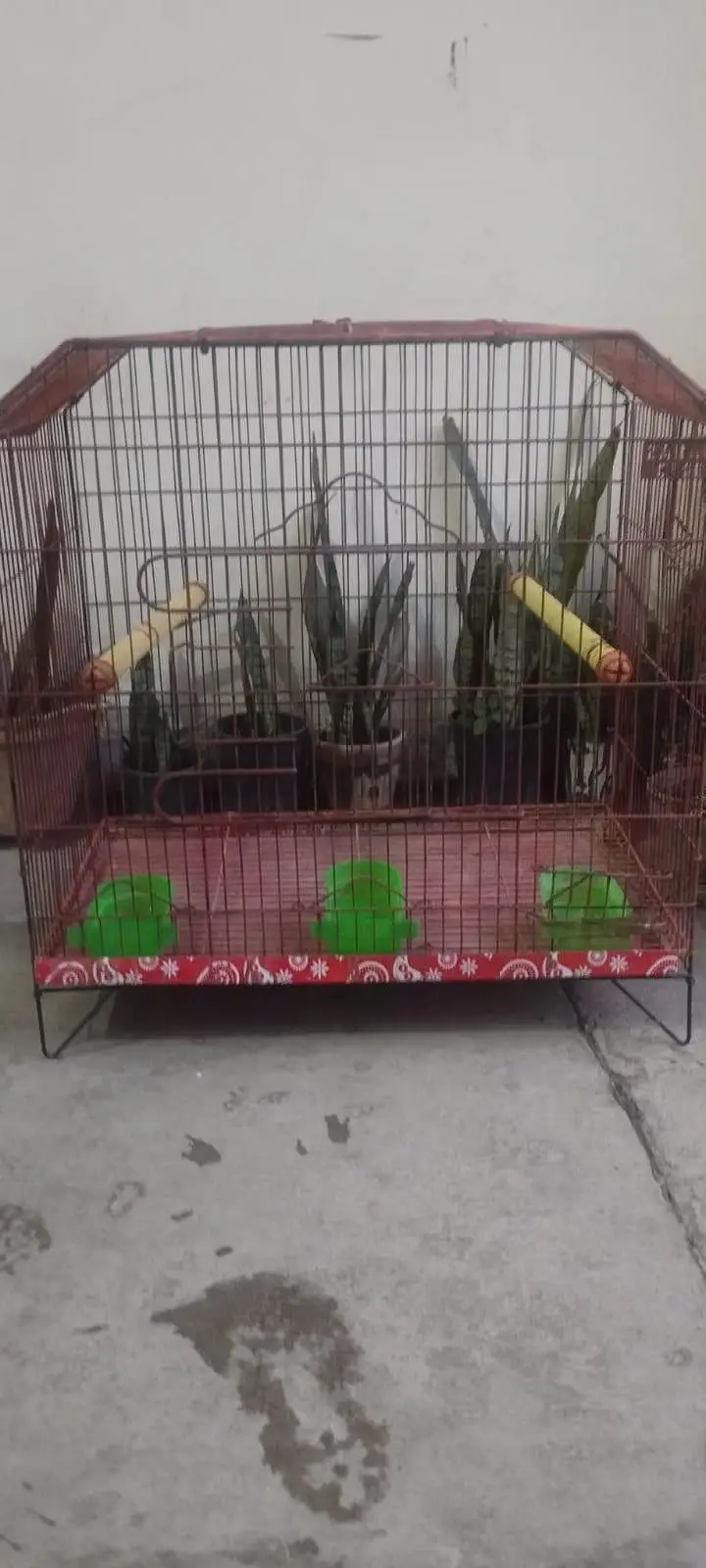 raw or ring neck cage — photo 4