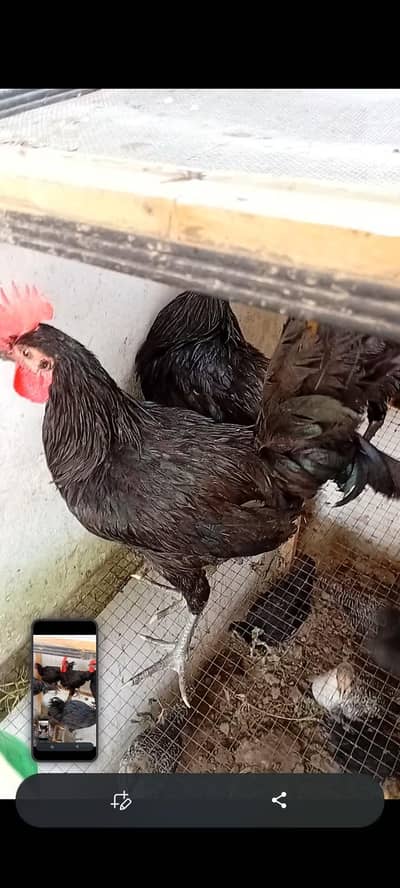 Pure Black Australorp Rooster