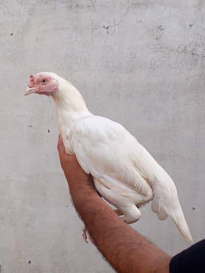 Paper white heera madi