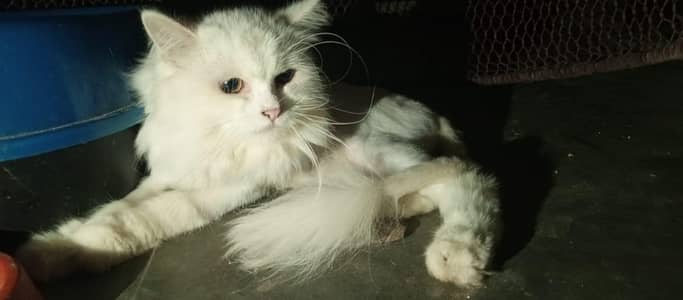 Male Cat