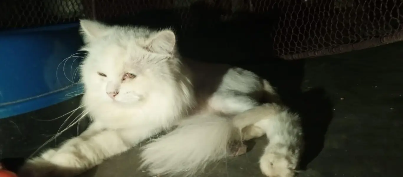 Male Cat — photo 2