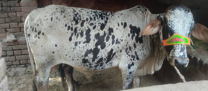 beautiful healthy and good condition