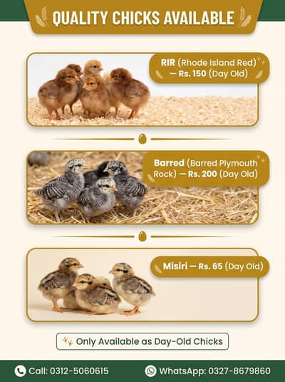 Day Old Golden Misir Chick