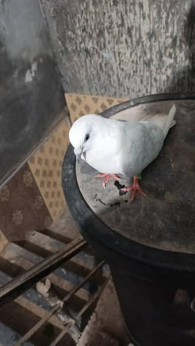white wahshi female pigeon for sale