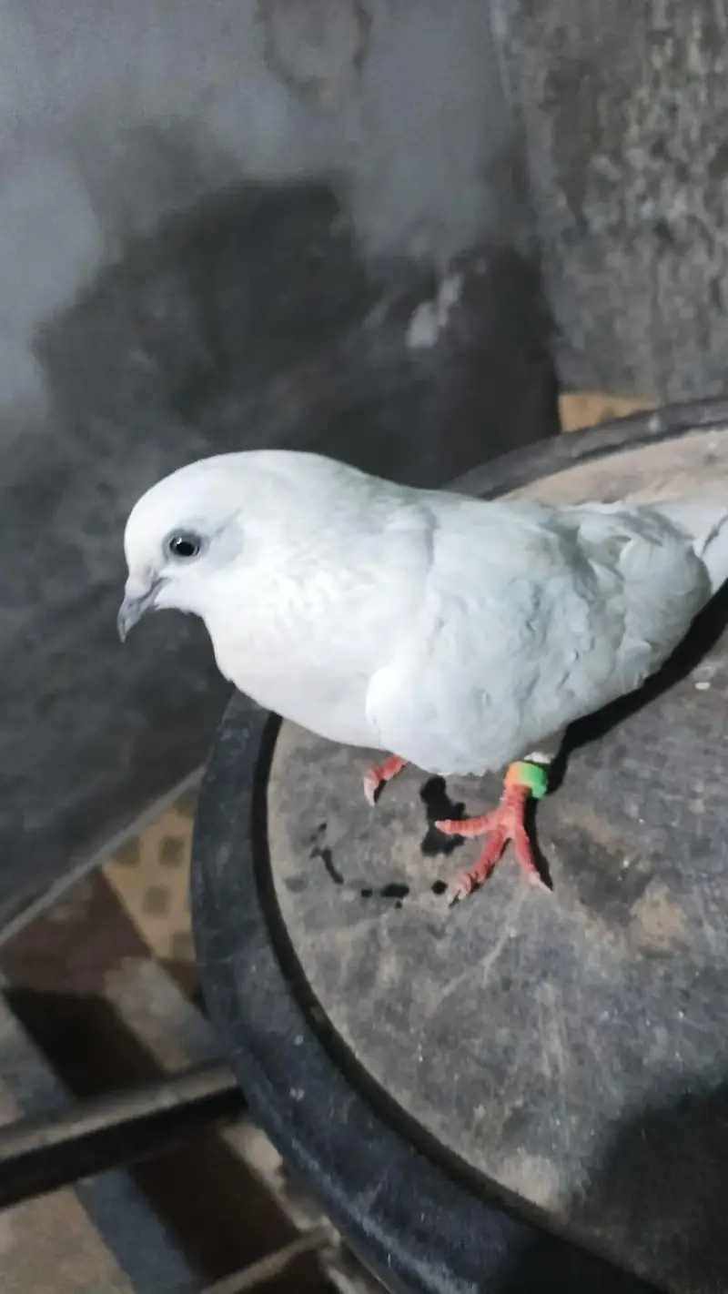white wahshi female pigeon for sale — photo 2