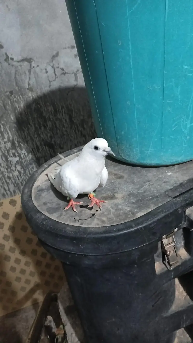 white wahshi female pigeon for sale — photo 3