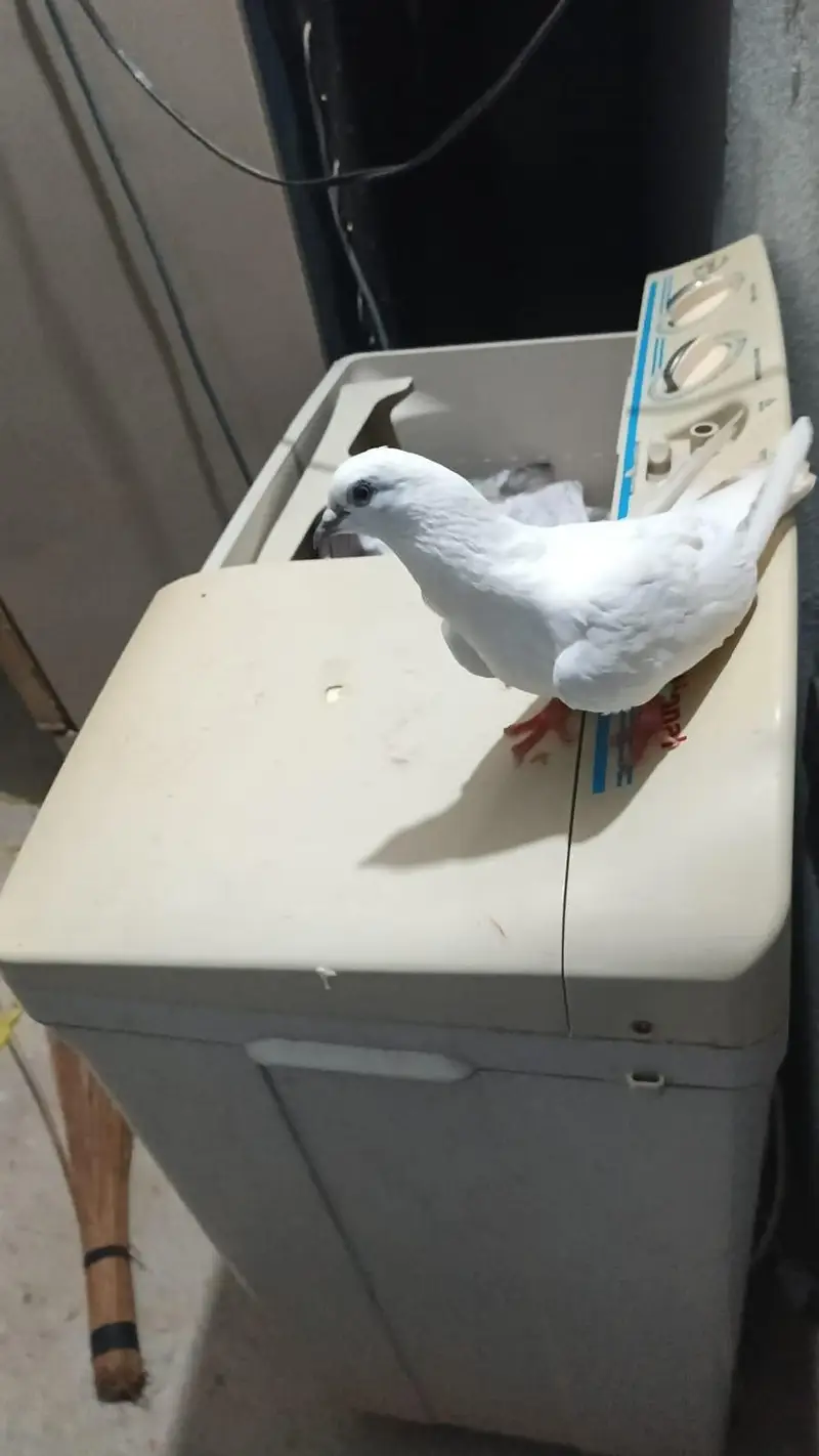 white wahshi female pigeon for sale — photo 4
