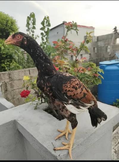 high quality mianwali aseel madi for sale
