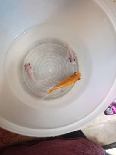 3 fishes for sale