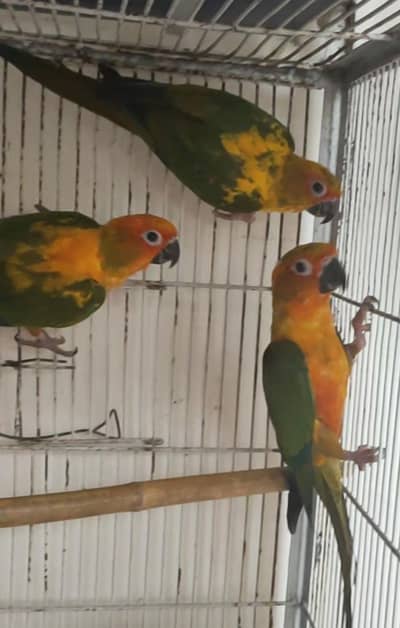 Sun Conure Pathy Pair & 1 Extra male
