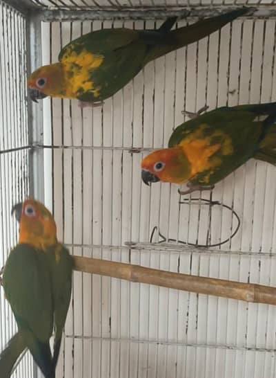 Sun Conure Pathy Pair