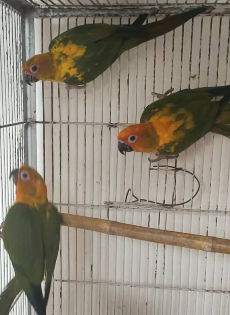 Sun Conure Pathy Pair 0