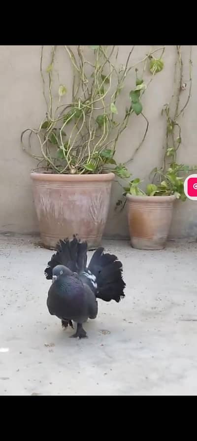 fantail black laka pair sell liaqatabad