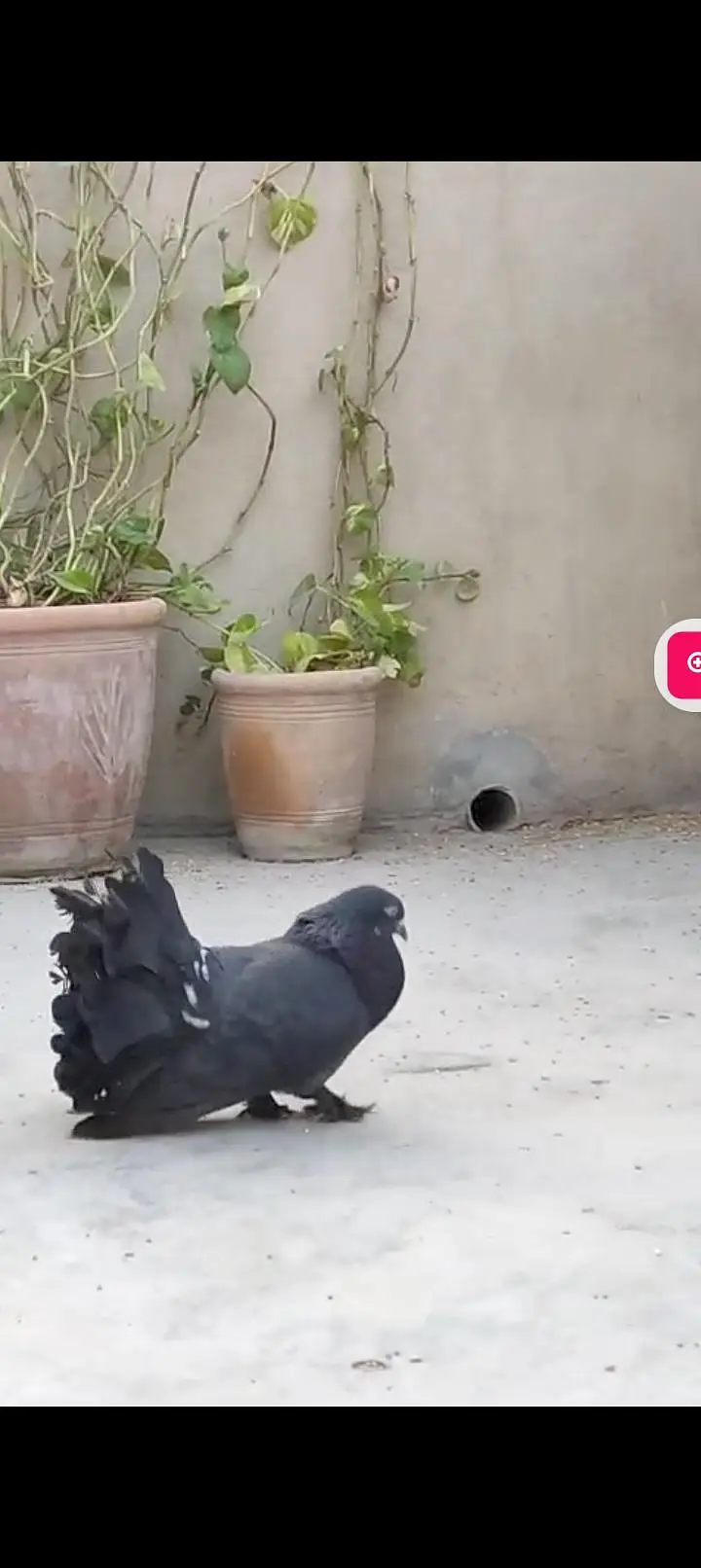fantail black laka pair sell liaqatabad — photo 2