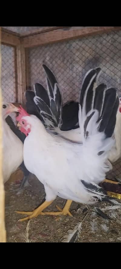 high quality Japanese bantam