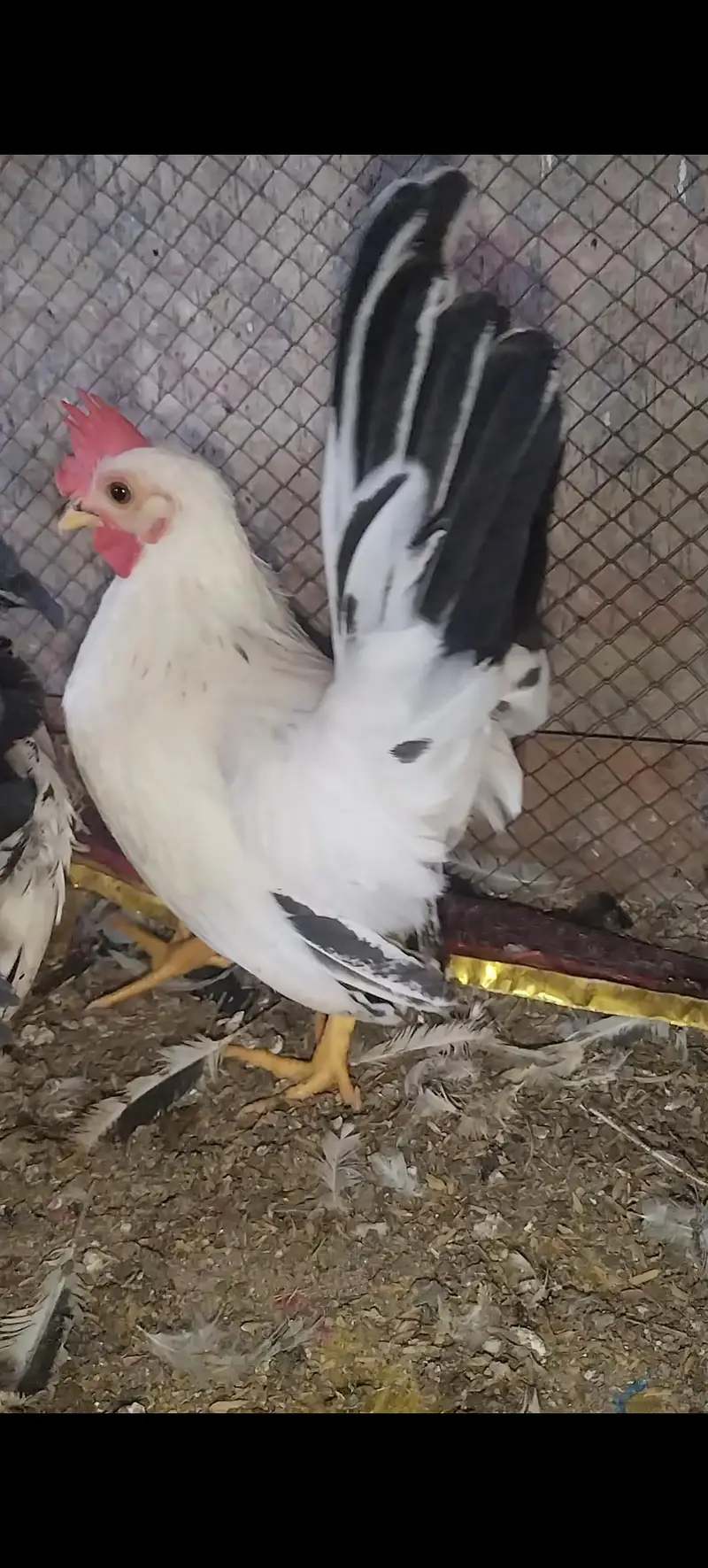 high quality Japanese bantam — photo 2