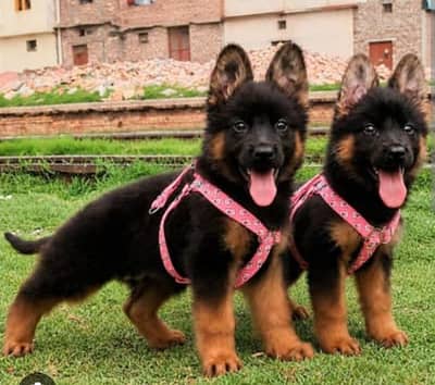 German Shepherd Male Puppy