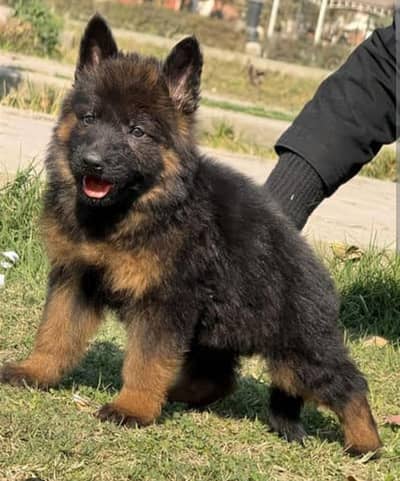 German Shepherd Male Puppy