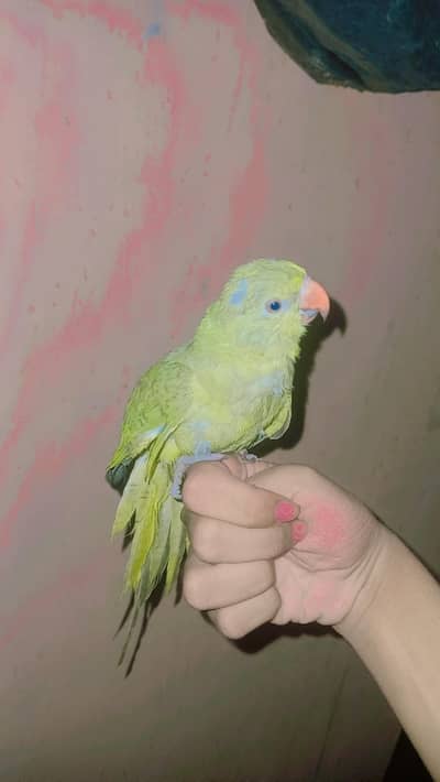 RINGNECK BABY  HAND TAME FOR SELL