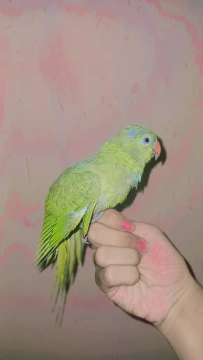 RINGNECK HAND TAME FOR SELL