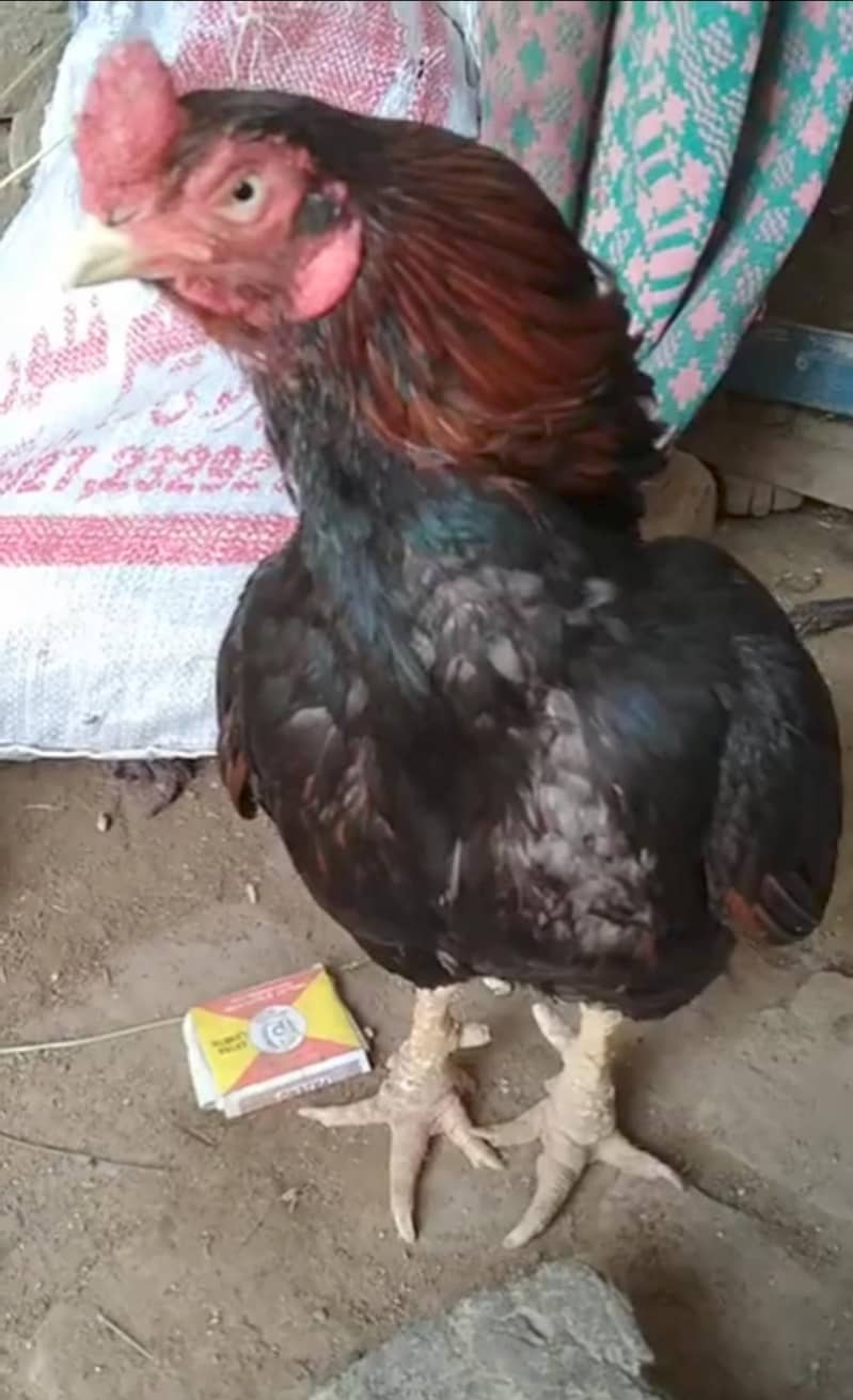 amroha 2