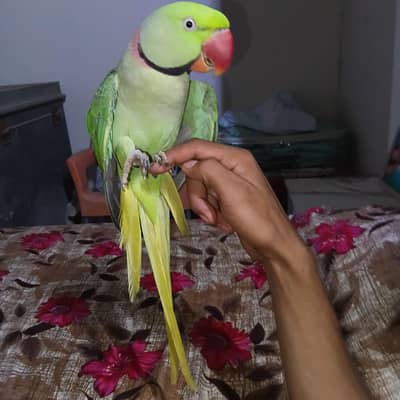 kashmiri jambo saiz