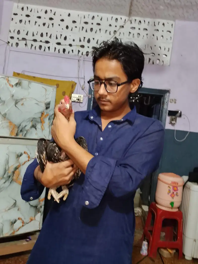 Pure Amroha Marathi Aseel Pair For Sale – Jawa & Lansni — photo 2