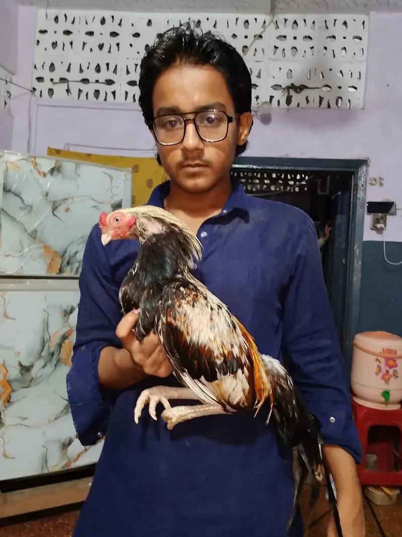 Pure Amroha Marathi Aseel Pair For Sale – Jawa & Lansni — photo 3