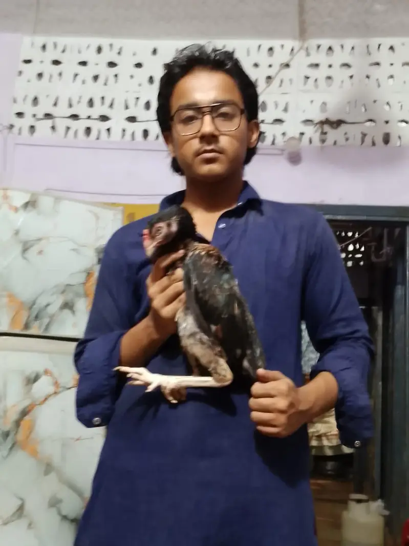 Pure Amroha Marathi Aseel Pair For Sale – Jawa & Lansni — photo 5