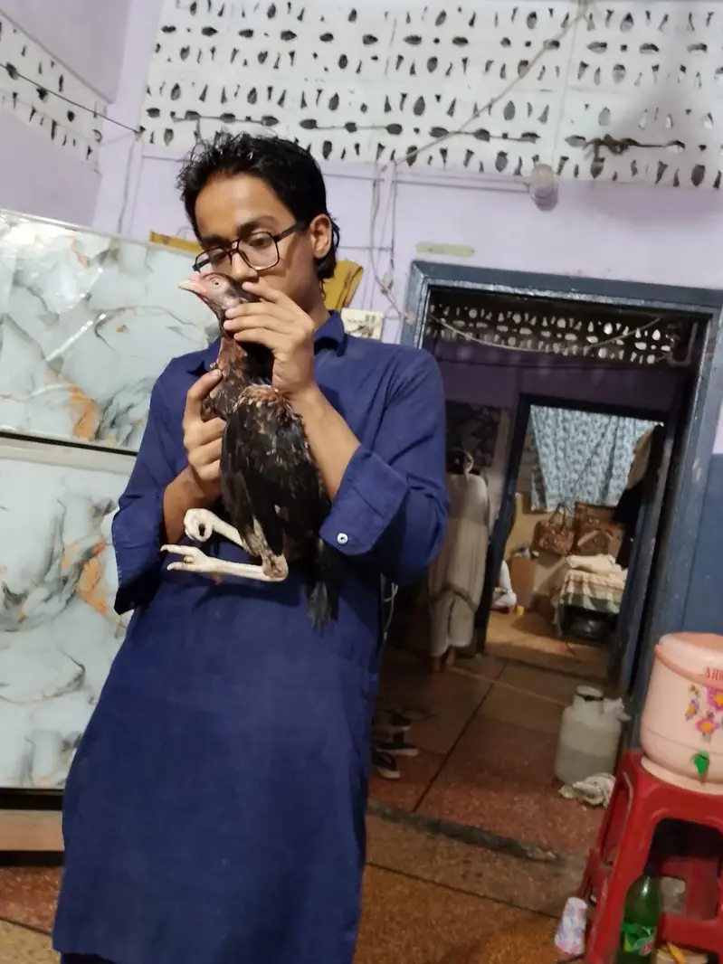 Pure Amroha Marathi Aseel Pair For Sale – Jawa & Lansni — photo 6