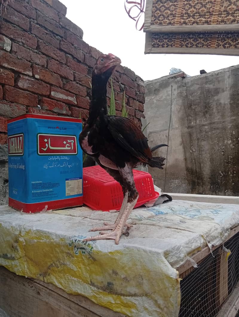 aseel patha pathi 1