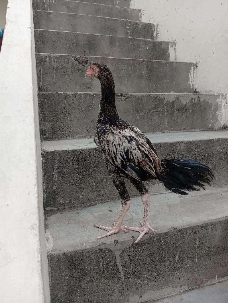 aseel patha pathi — photo 3