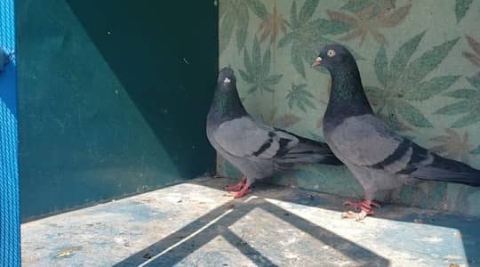 high flyer pigeons for sale