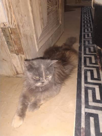 Grey Female Cat for Sale