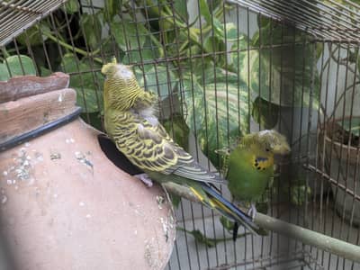 hogoromo pair for sell