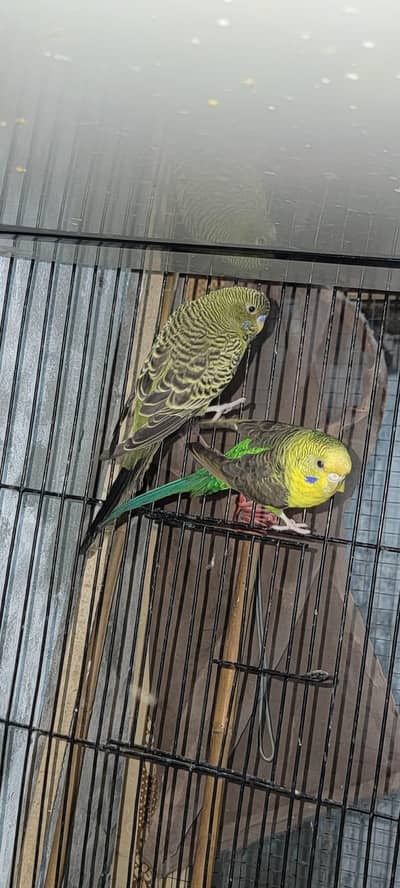black face male black wing female
