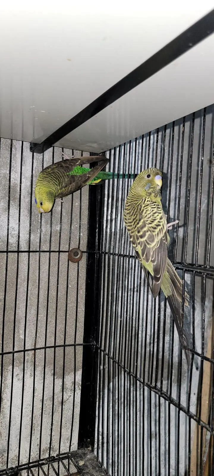 black face male black wing female — photo 2