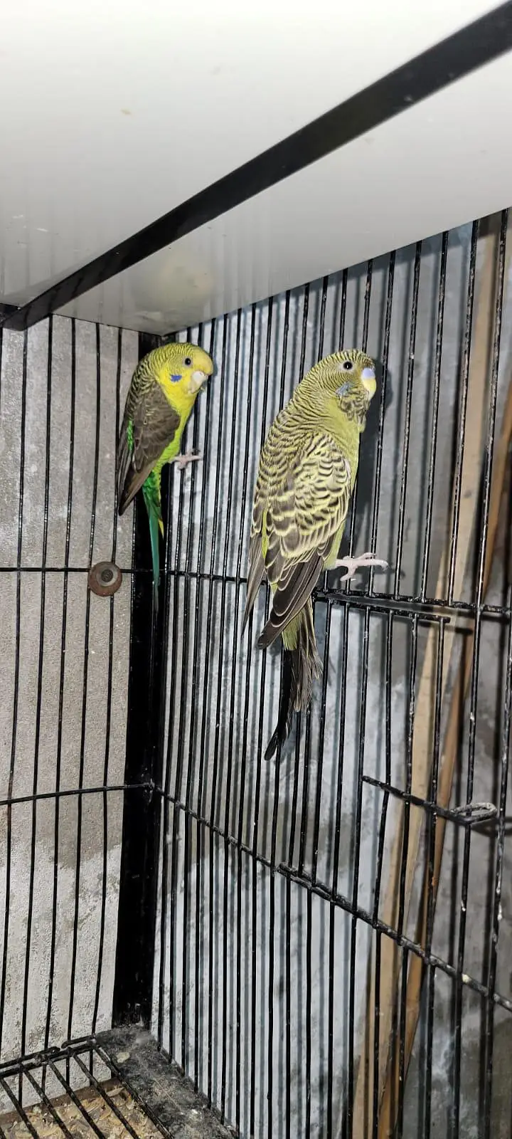 black face male black wing female — photo 3
