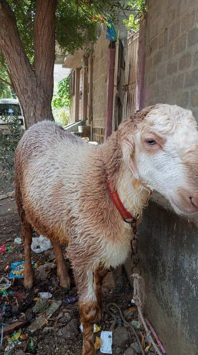 mundra Dumba khare ka