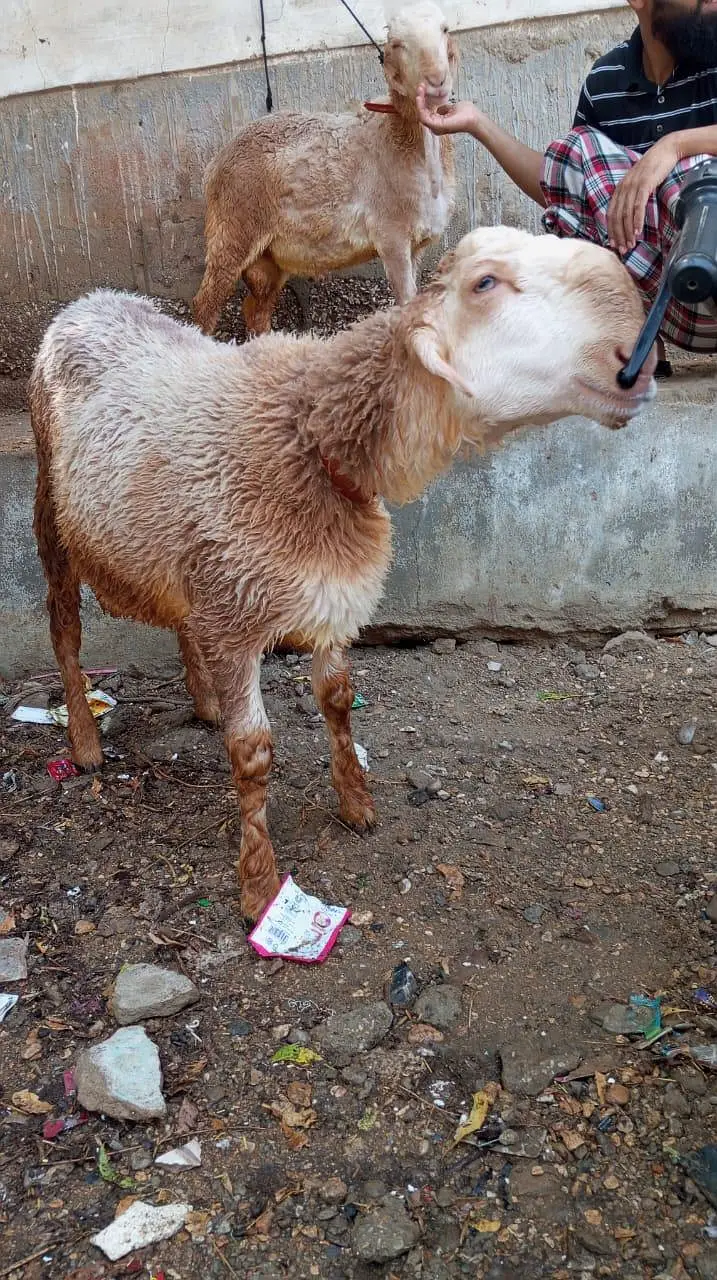 mundra Dumba khare ka — photo 2