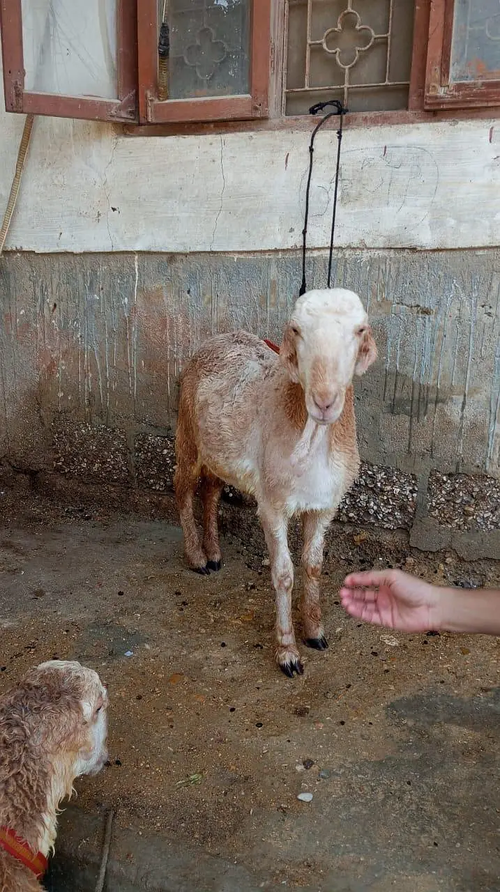 mundra Dumba khare ka — photo 3