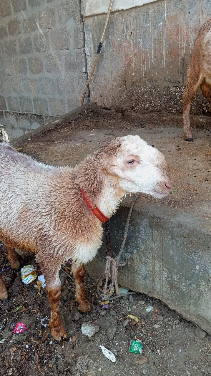 mundra Dumba khare ka — photo 8