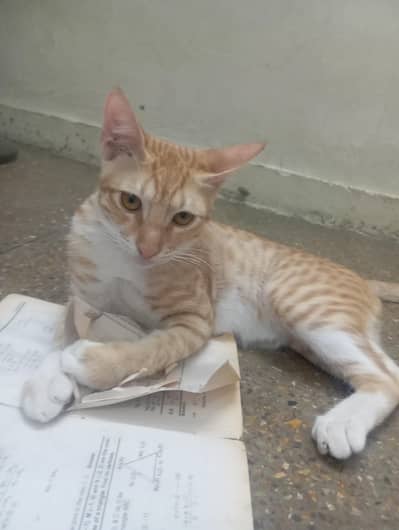 10k price for cat contact
